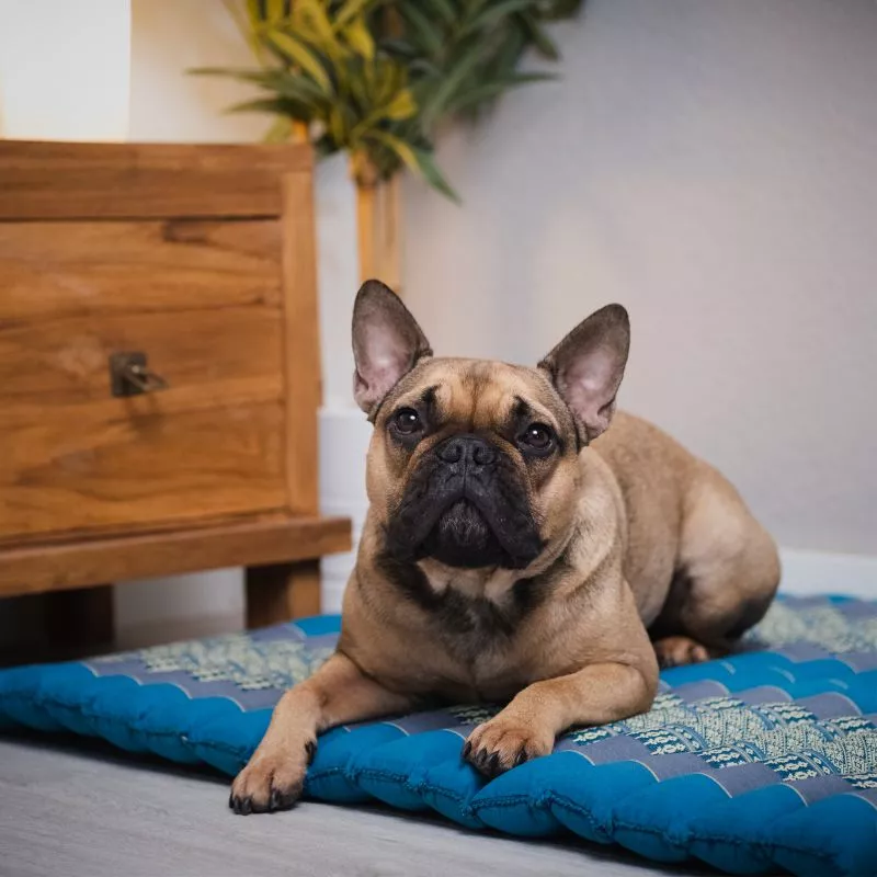 Kapok Steppkissen XL (Rubinrot) – Bild 3